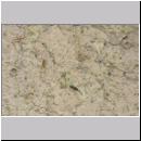 B-Odynerus spinipes Nester 01.jpg